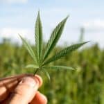 Cannabis Agriculture in the USA: Cultivating a Growing Industry